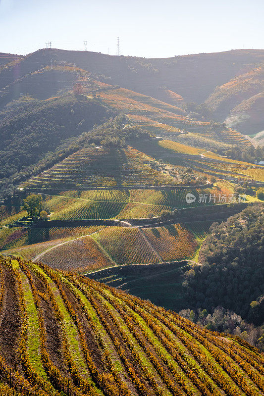 杜洛山谷葡萄园的风景