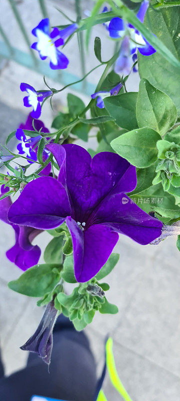 垂直拍摄的矮牵牛花种与紫色花瓣