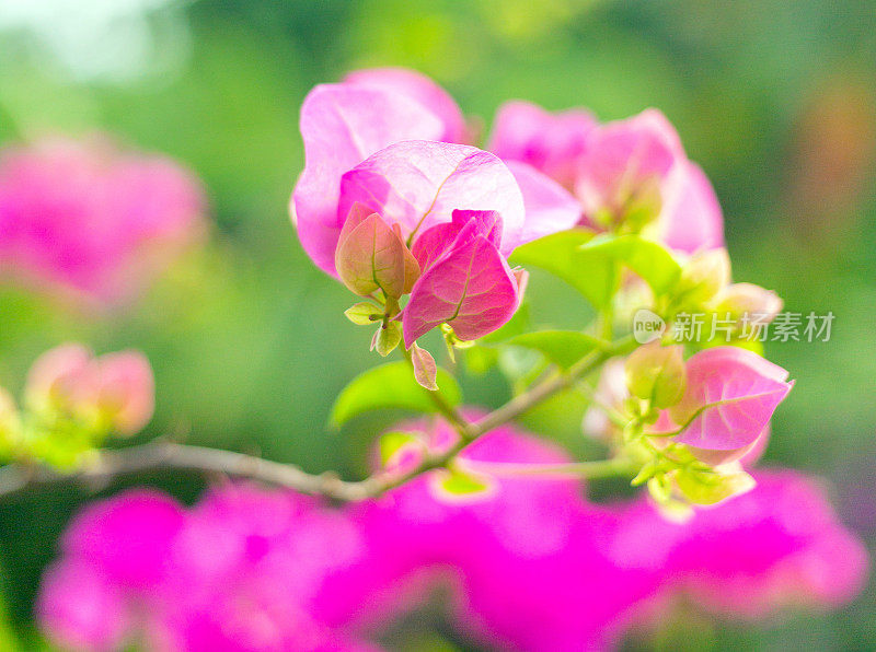 粉红色的三角梅花是美丽盛开的花绿叶背景。粉红色的三角梅花和自然生机盎然