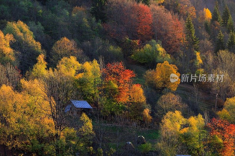 秋天的色彩森林在阿尔巴尼亚山