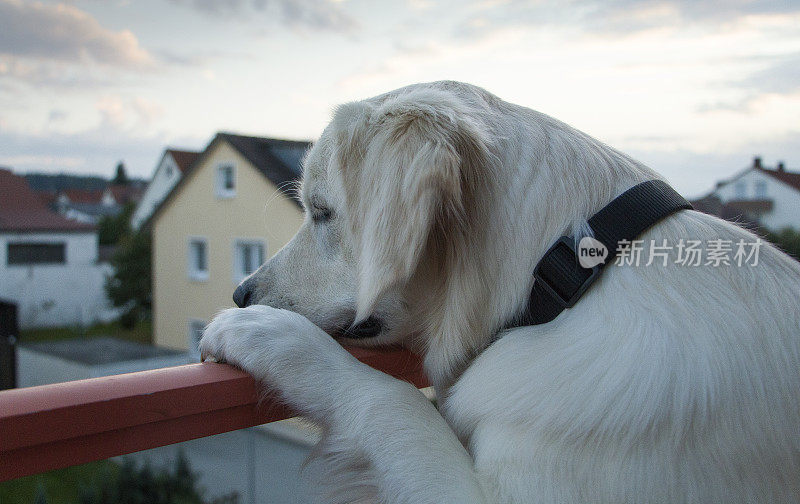 金毛猎犬注视着街道