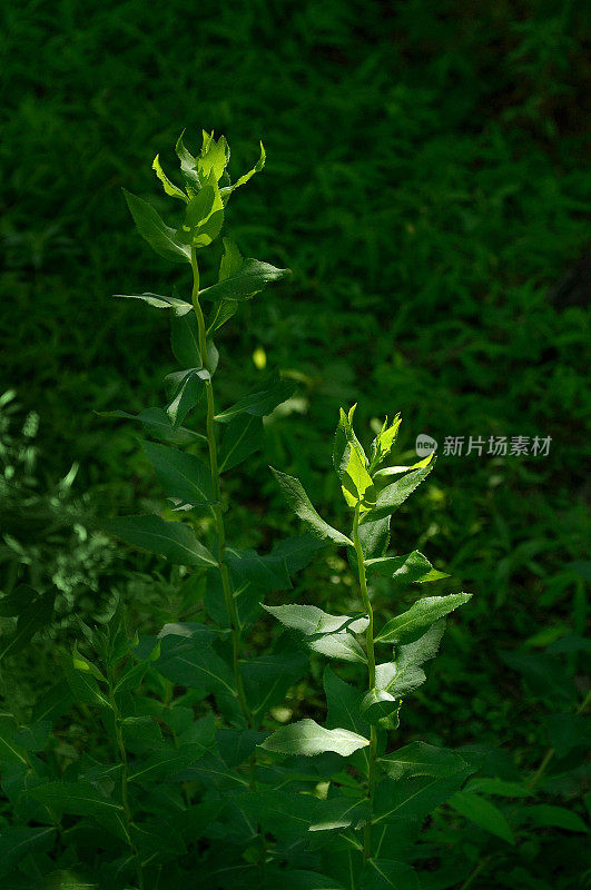 阳光下的新鲜绿色植物