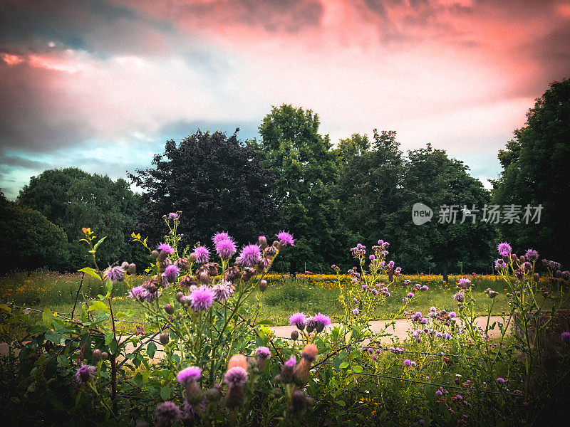 凉爽的红色夏日天空