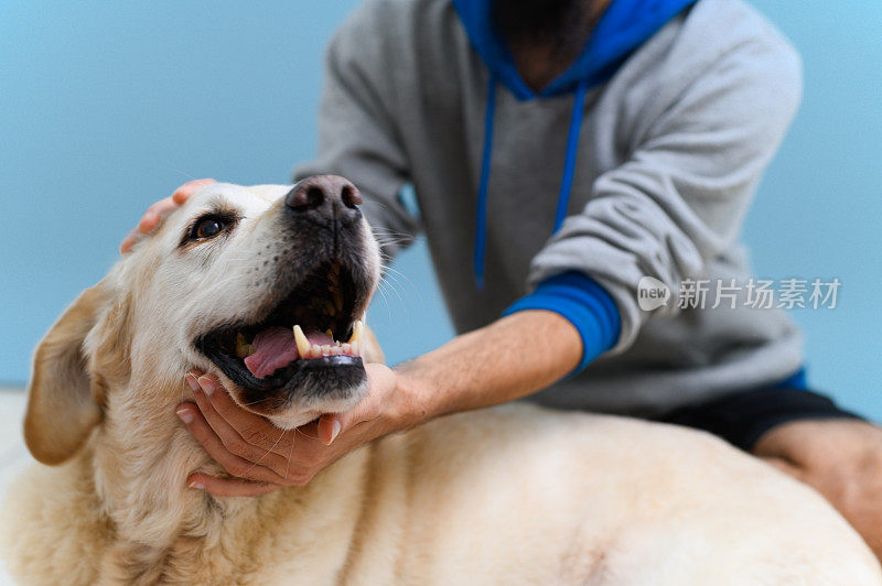 年长的拉布拉多犬被不认识的人爱抚。对宠物的热爱