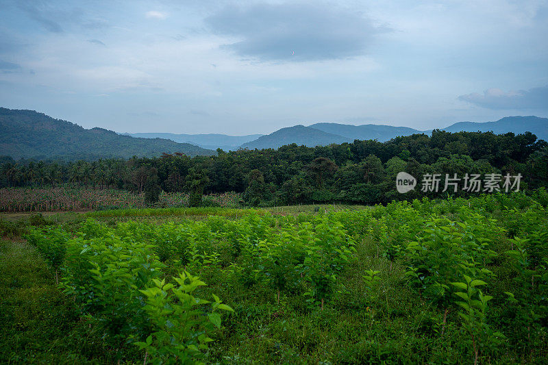 一片小桑树的田野