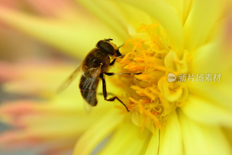 觅食的蜜蜂。