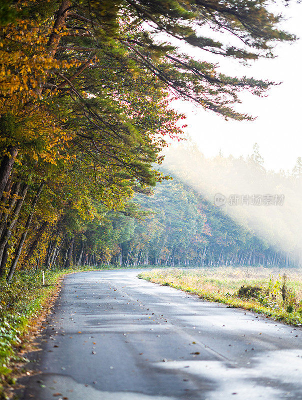 弯弯曲曲的道路穿过森林，早晨的阳光穿过雾