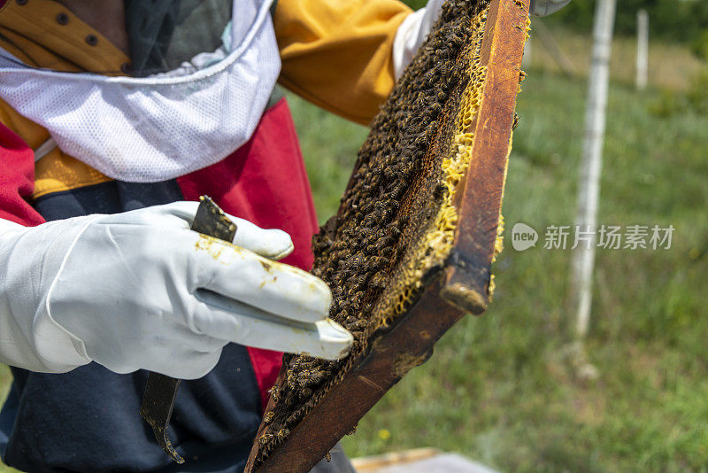 养蜂人在他的农场里照料他的蜜蜂。