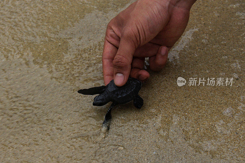 把小海龟放生到亚齐海。