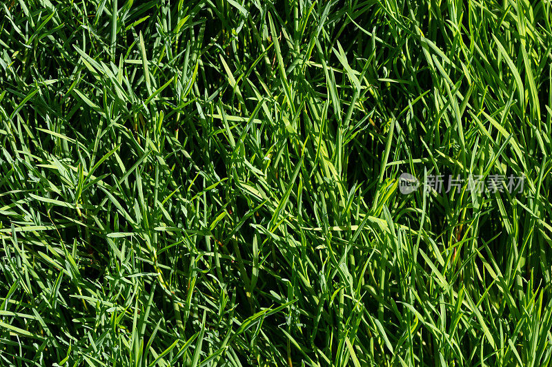 草坪上绿草的纹理。高质量的美丽绿色背景