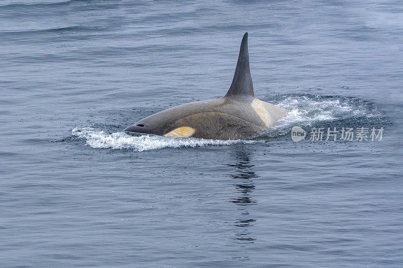 一只虎鲸在南极海域和环境格拉什海峡威尔士杀手。南极洲