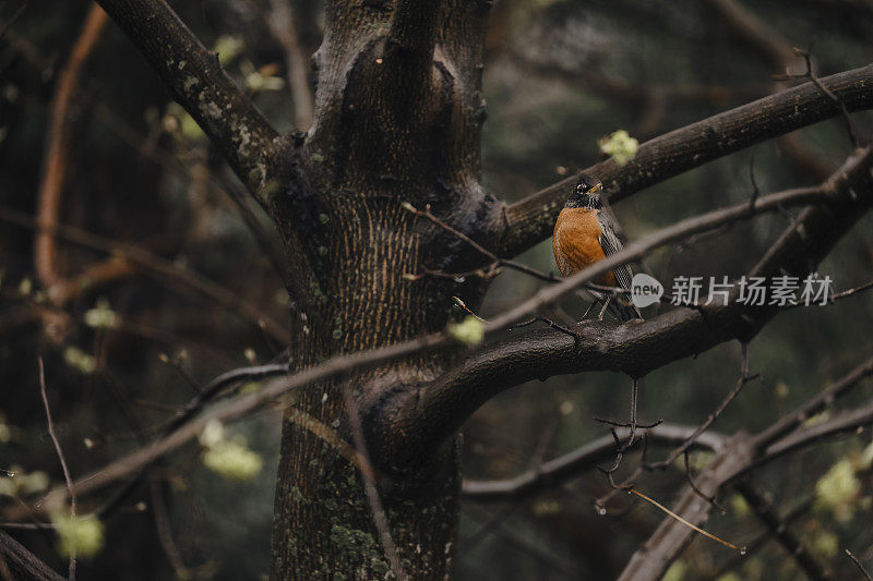 树上的知更鸟