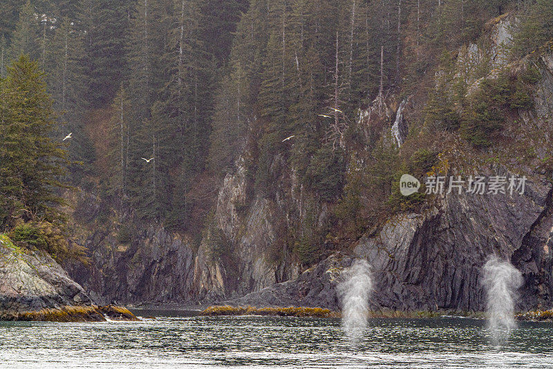 座头鲸在美国阿拉斯加基奈峡湾国家公园的美丽和戏剧性的风景