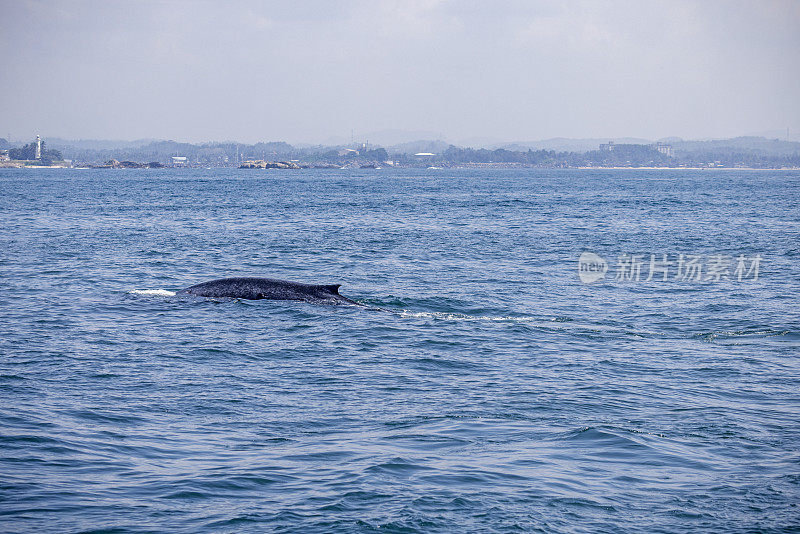 蓝鲸在斯里兰卡海岸附近浮出水面