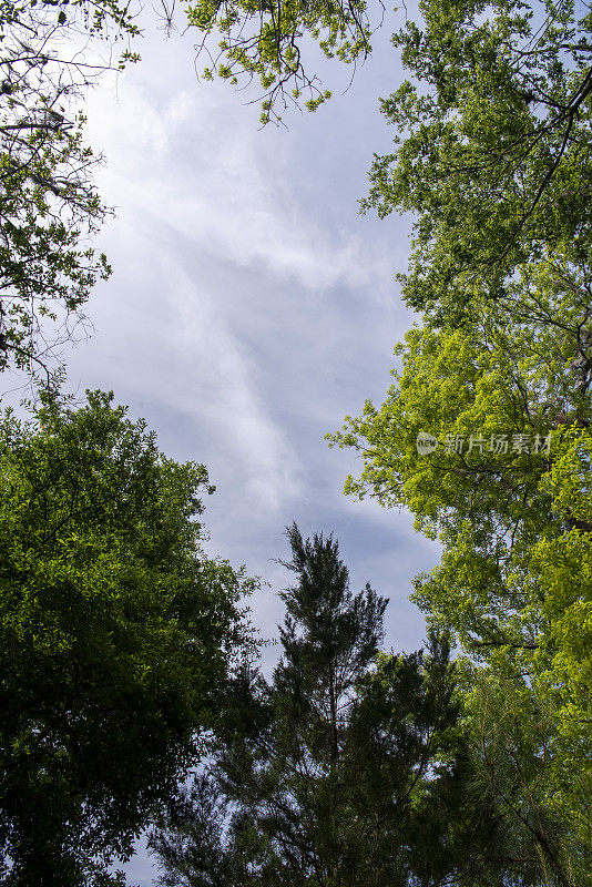 在混合硬木林冠的缝隙里，有淡淡的云层覆盖着阳光