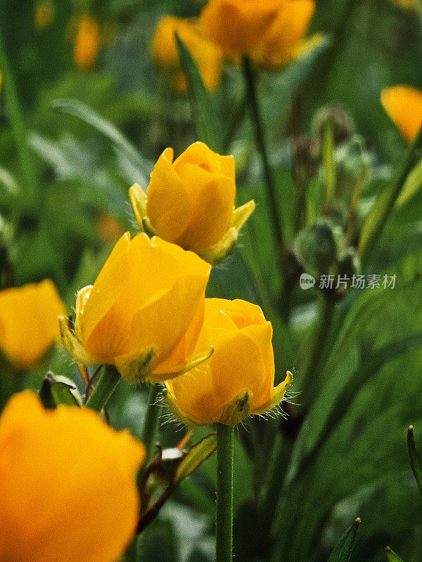 新鲜的黄色毛茛花野生地生长在草地上