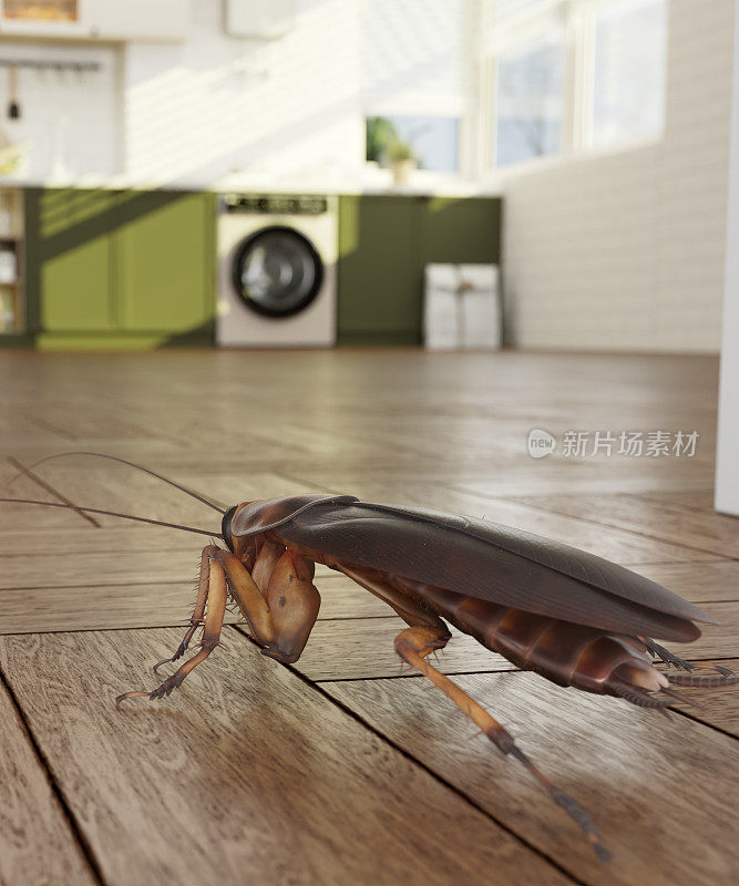 蟑螂进入厨房