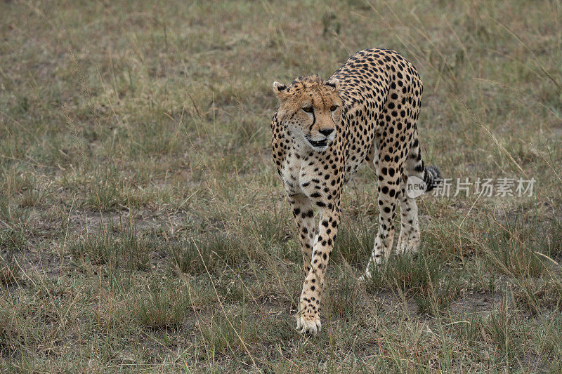 在肯尼亚马赛马拉保护区的草原上，猎豹行走并跟踪猎物