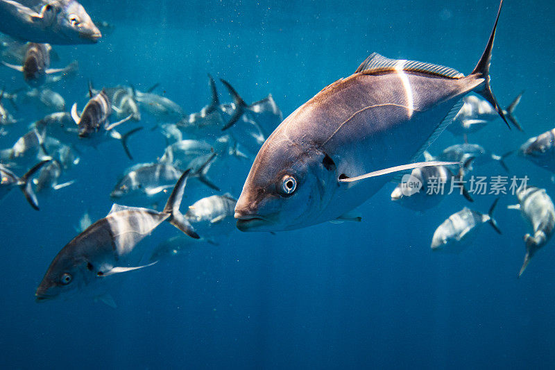 一大群好奇的银杰克大眼鲹鱼在清澈的蓝色水中