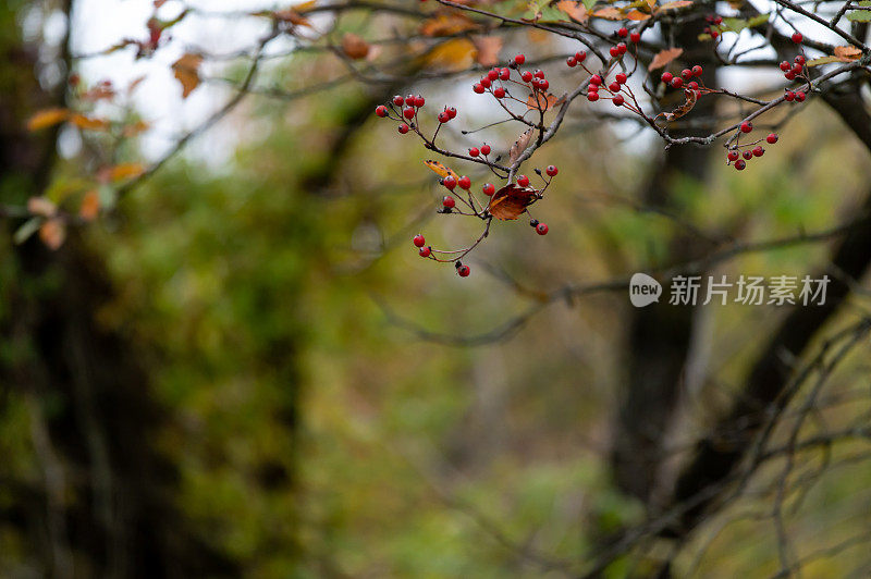 花楸浆果在树枝上。