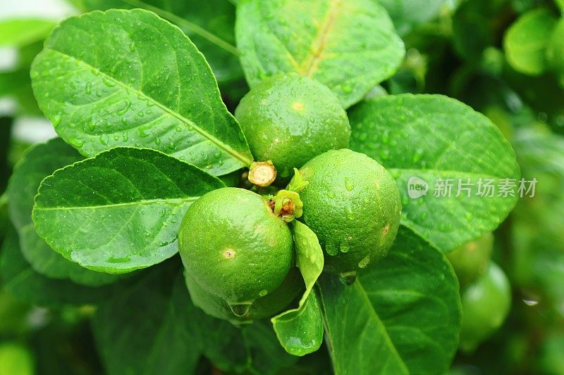 绿石灰，雨后有雨点