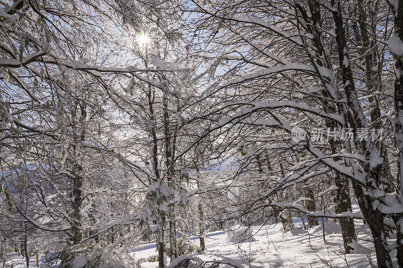 巴塔哥尼亚的冬日明信片，太阳温暖了黄昏时树上的雪。