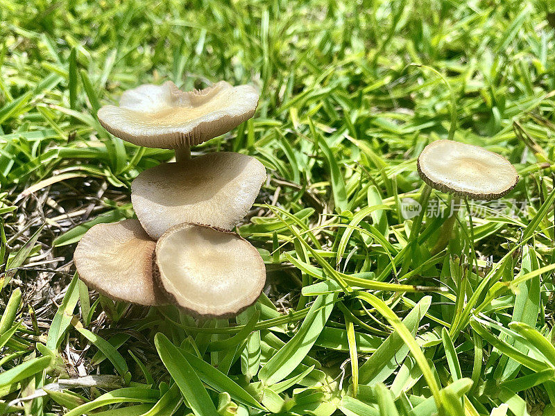 雨后草中的真菌