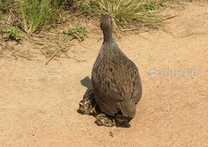 红Spurfowl