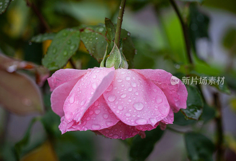 雨后粉红玫瑰的特写