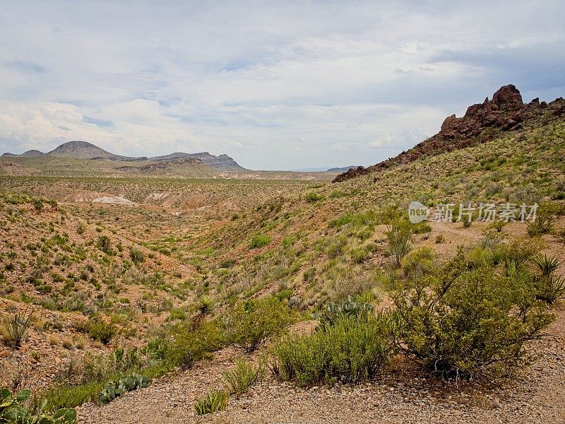 奇瓦瓦沙漠的沟壑收集了足够的水来支持旺盛的仙人掌和多肉植物