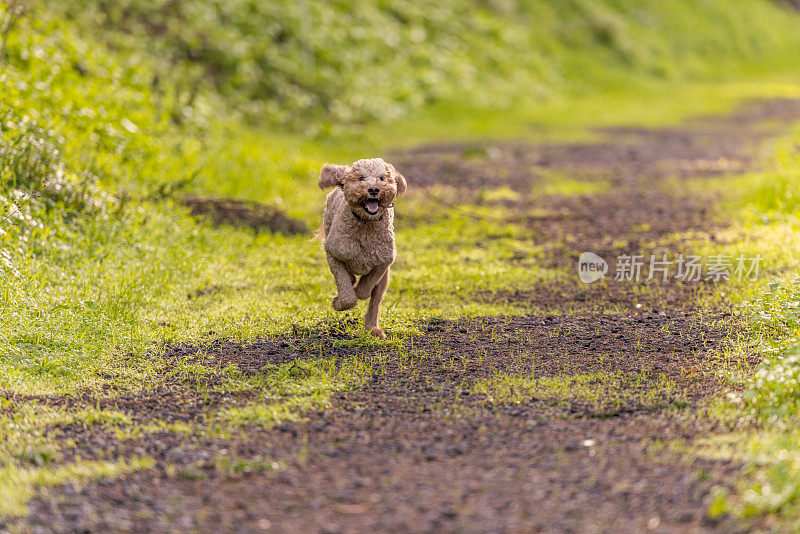 金毛犬不受束缚地奔跑