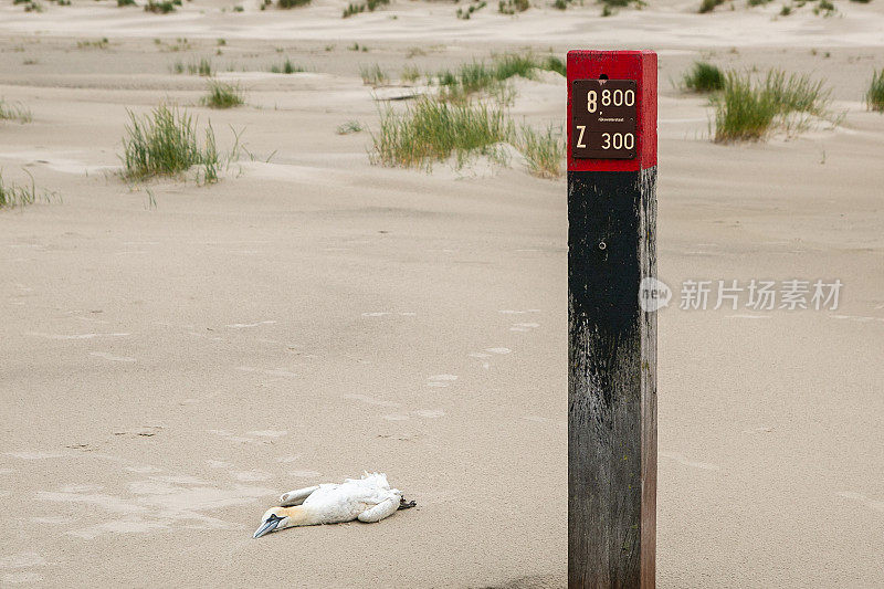 死塘鹅被冲上了特谢林的北海海滩