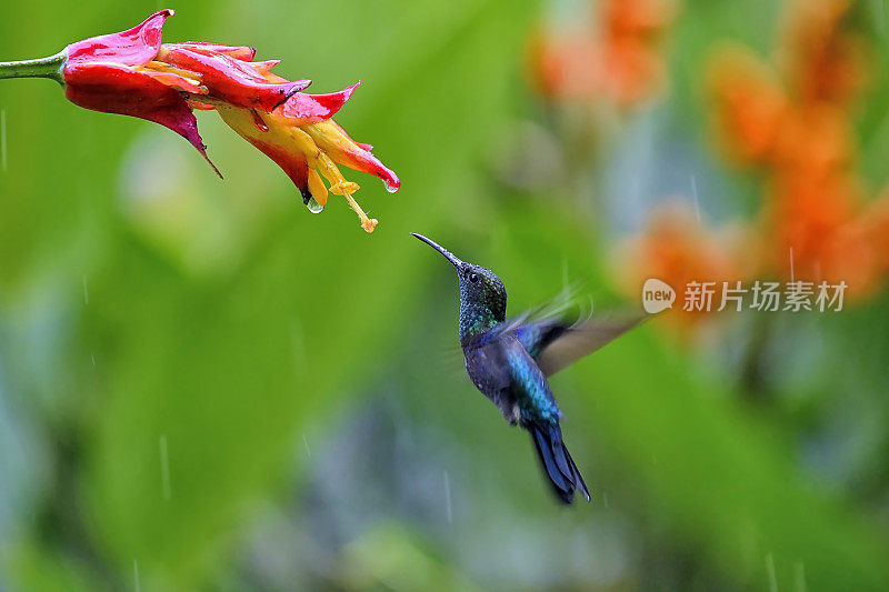 在雨中，叉尾木若虫蜂鸟正要从黄色和红色的花中吸取花蜜