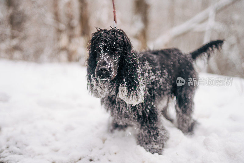 春天的西班牙猎犬在雪地里