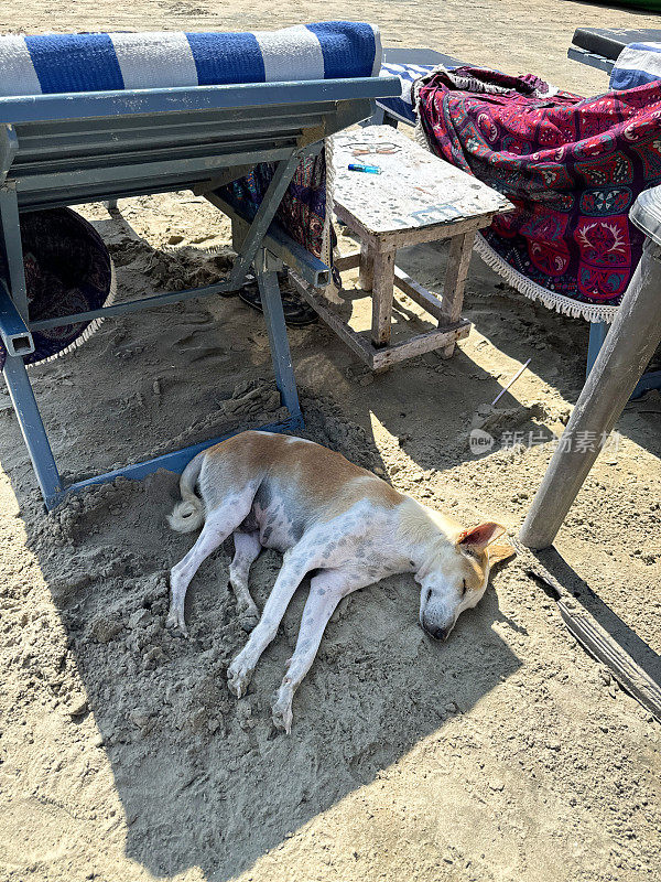 在炎热的天气里，印度果阿的Palolem海滩，从高处俯瞰的印度野生流浪狗在遮阳躺椅上躲避炎热的沙滩