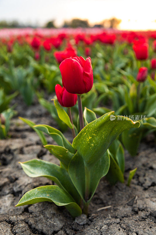 光芒四射的孤独:孤独的红色郁金香花在荷兰的彩色郁金香田