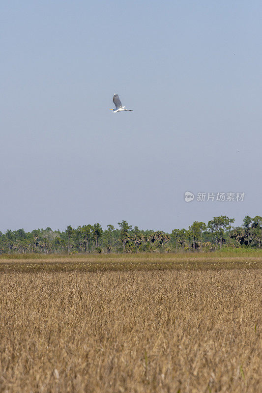 大白鹭在干燥的冬季湿地草地上飞翔，远处是松林