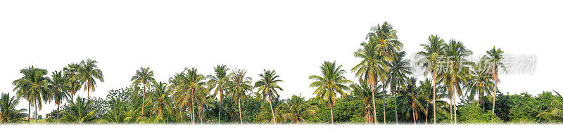 棕榈树在夏天的白色背景与剪辑路径和alpha通道。