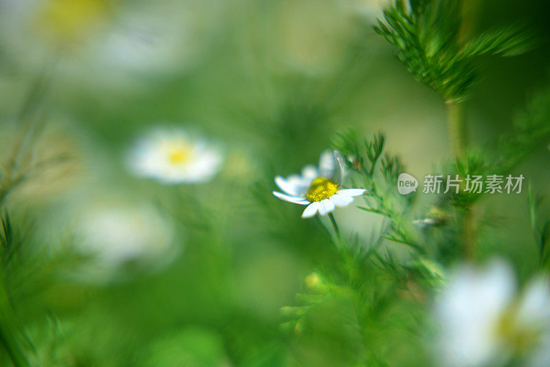 菊花菊花(洋甘菊)花