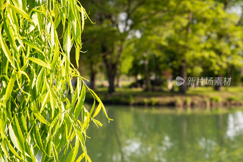 在Ajka划船湖附近的柳树特写照片