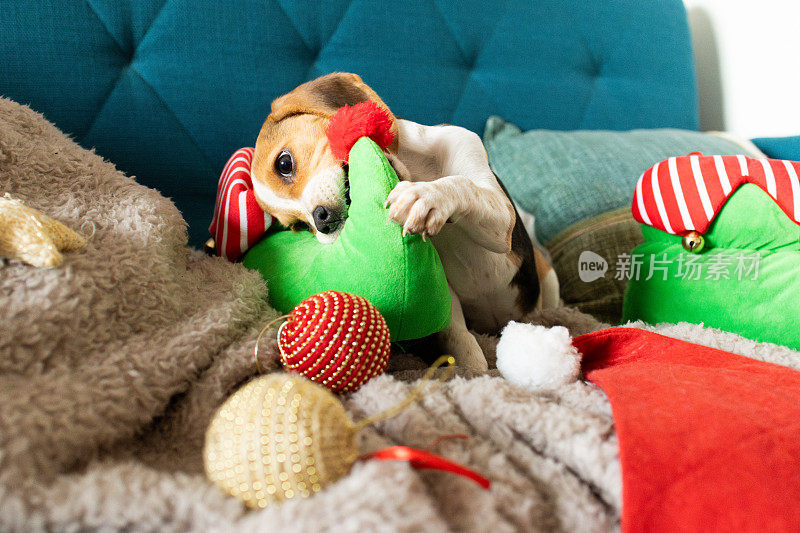 可爱的小猎犬小狗在玩圣诞装饰品和精灵鞋。狗咬精灵服装和圣诞老人。