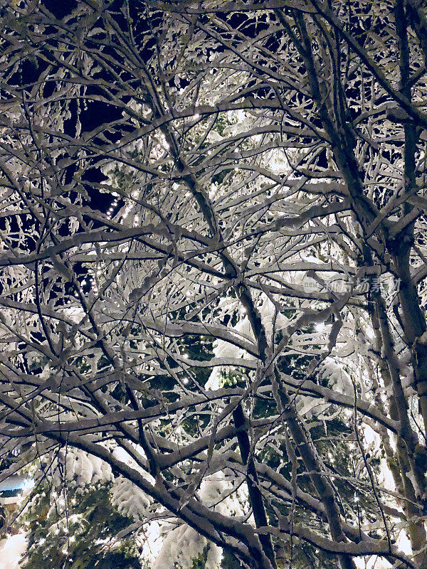 在欧洲阿尔卑斯山脉，冰雪覆盖的冬季景观和森林