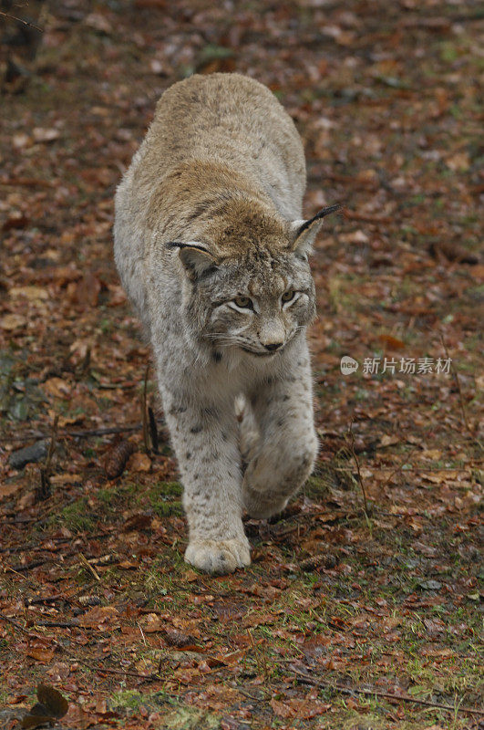 欧亚猞猁