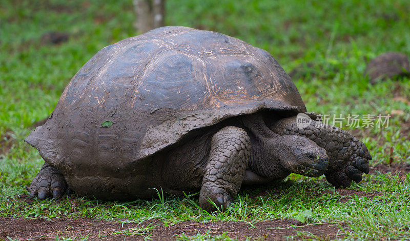 巨大的乌龟,加拉帕戈斯群岛