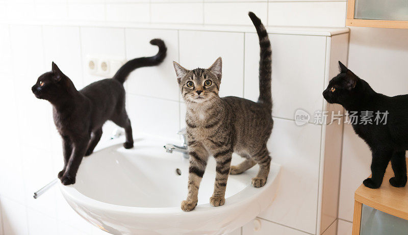 猫在浴室
