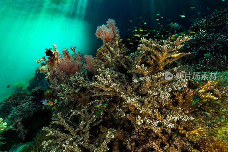 美丽的珊瑚花园和丰富的鱼类生活在暗礁的一面，摩鹿加群岛，印度尼西亚