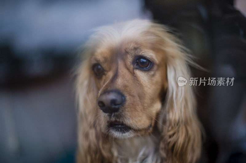 金毛猎犬坐在地板上