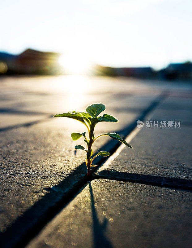 在砖地上生长的小植物