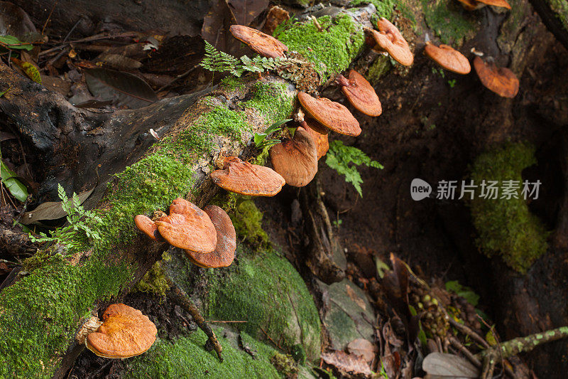 灵芝是自然界的蘑菇