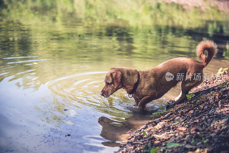 湖边的湿狗